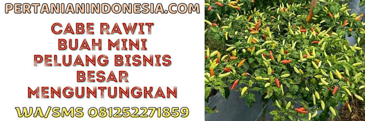 cabe rawit,peluang bisnis,bisnis,agribisnis,agrobisnis